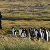 Nosso reencontro com pinguins rei em uma pinguinera na Terra do Fogo, no sul do Chile